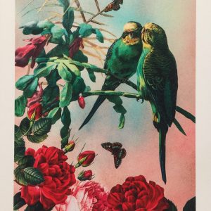 Budgies A4 Art Print