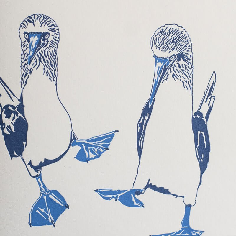 Blue Footed Boobies Card - Image 3