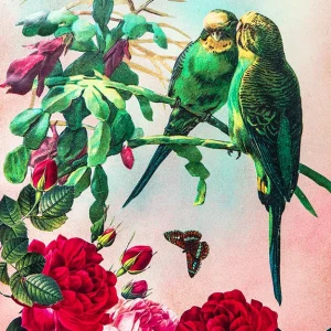 Budgies Greeting Card