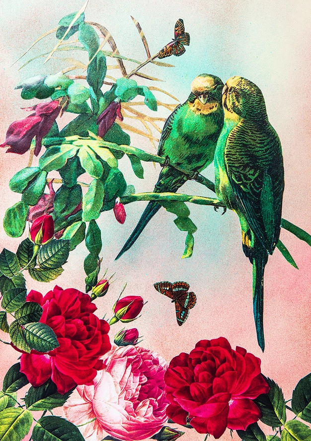 Budgies Greeting Card